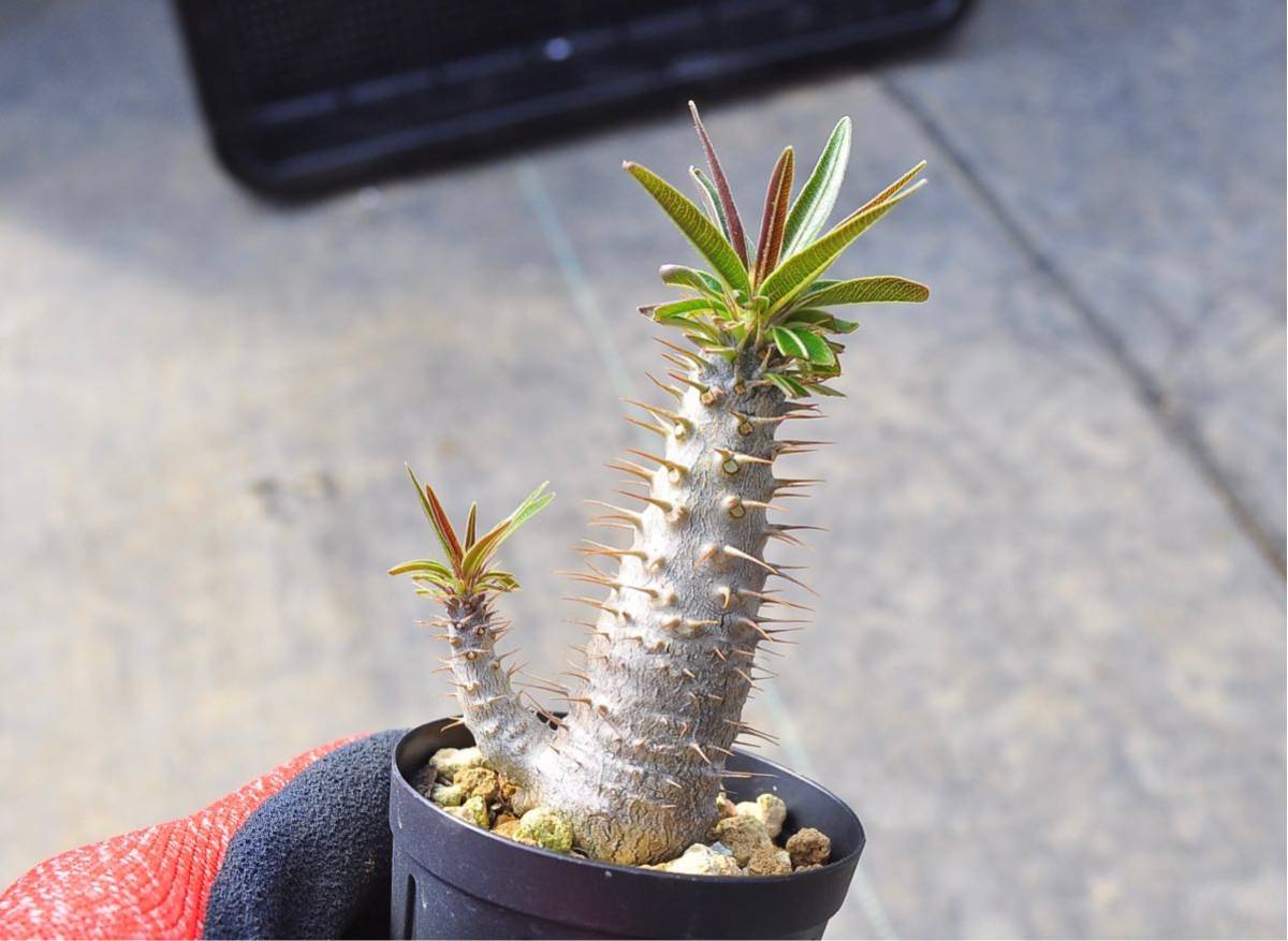 実生 グラキリス パキポディウム 塊根植物 実生コーデックス(塊根植物 