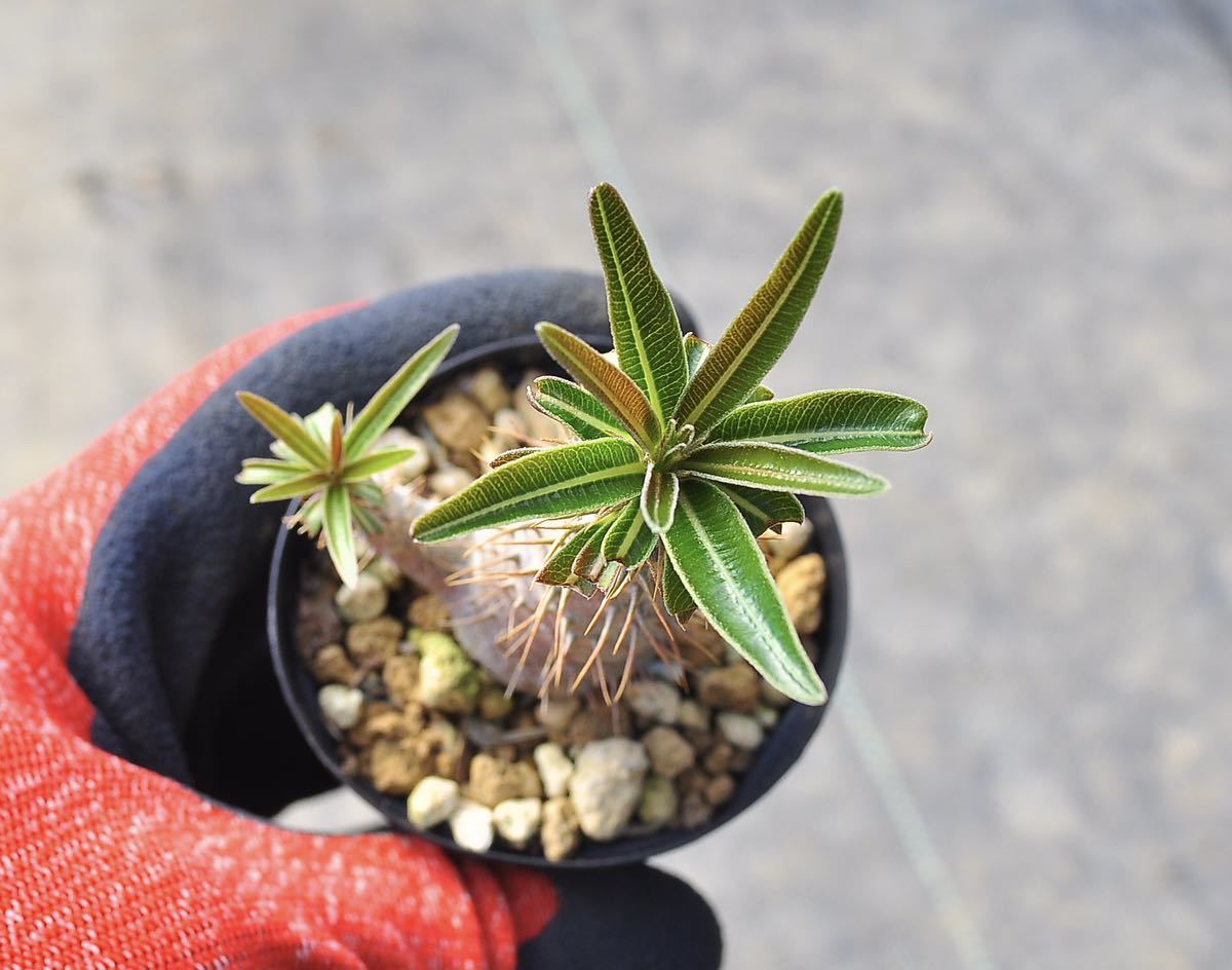 実生 グラキリス パキポディウム 塊根植物 実生コーデックス(塊根植物 