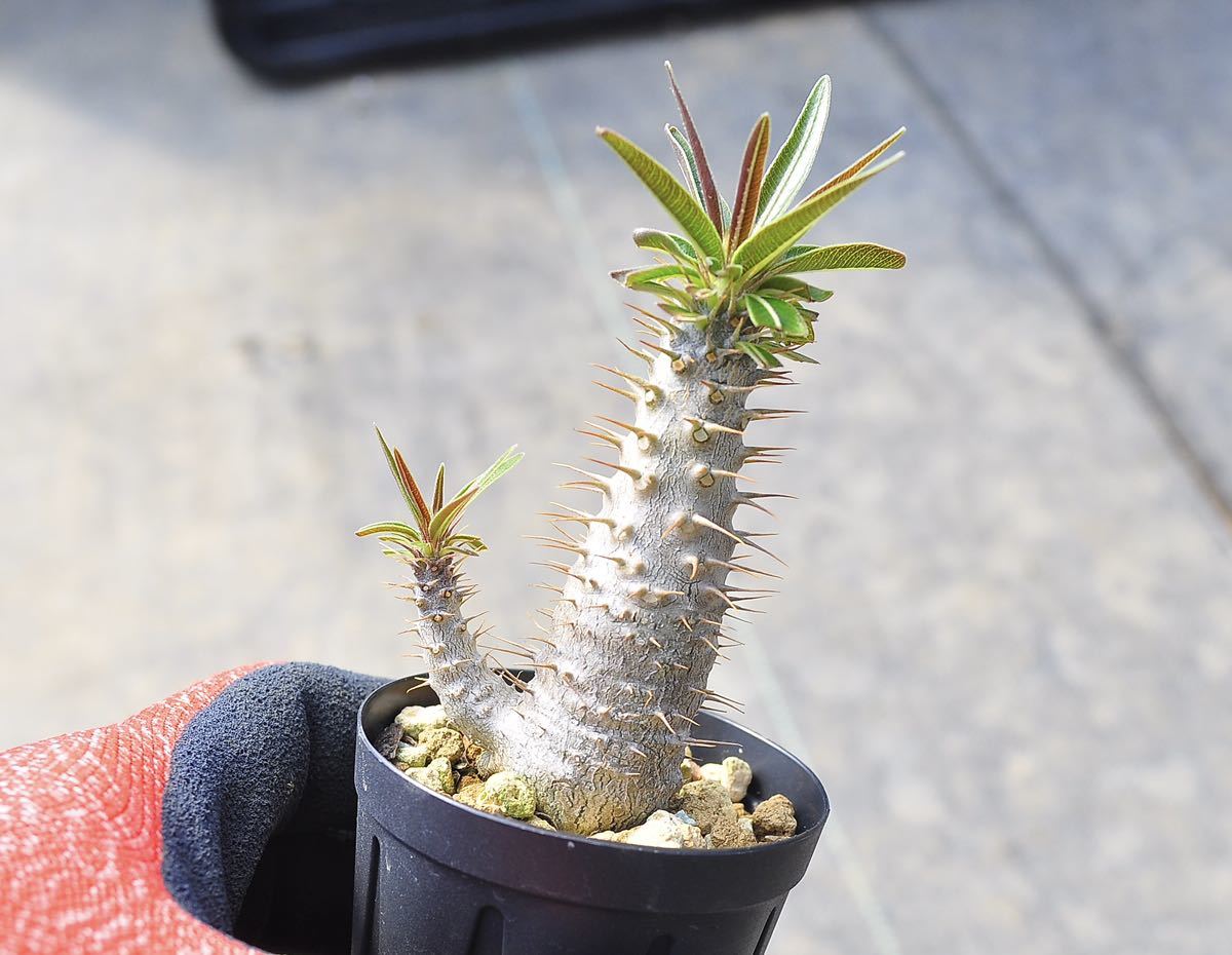 実生 グラキリス パキポディウム 塊根植物 実生コーデックス(塊根植物 