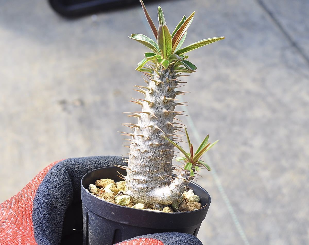 実生 グラキリス パキポディウム 塊根植物 実生コーデックス(塊根植物 