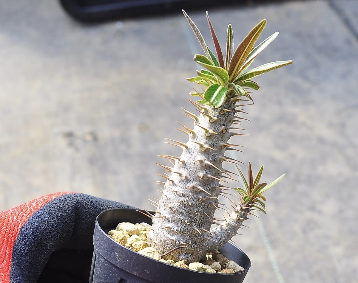 実生 グラキリス パキポディウム 塊根植物 実生コーデックス(塊根植物 