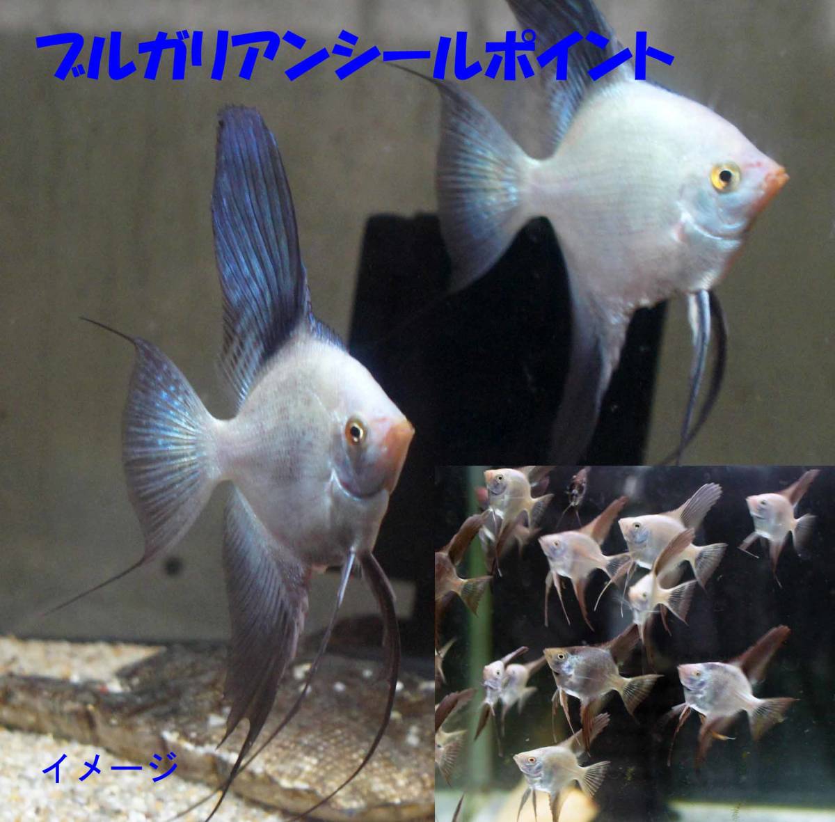 最高峰エンゼル■ブルガリアンシールポイント■幼魚(5匹セット)210313-1