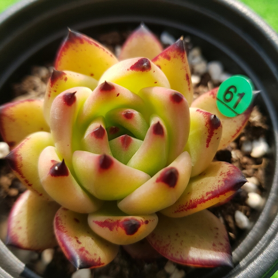 エケベリア ゴールドマリア Gr0402 161 農園プラティナ 同梱発送 韓国苗 多肉植物 サボテン サボテン 売買されたオークション情報 Yahooの商品情報をアーカイブ公開 オークファン Aucfan Com