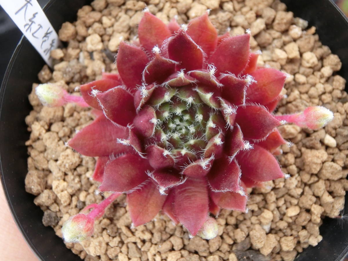 センペル 大紅巻絹 Sempervivm センペルビウム 3点以上 第4種 多肉植物 サボテン 売買されたオークション情報 Yahooの商品情報をアーカイブ公開 オークファン Aucfan Com