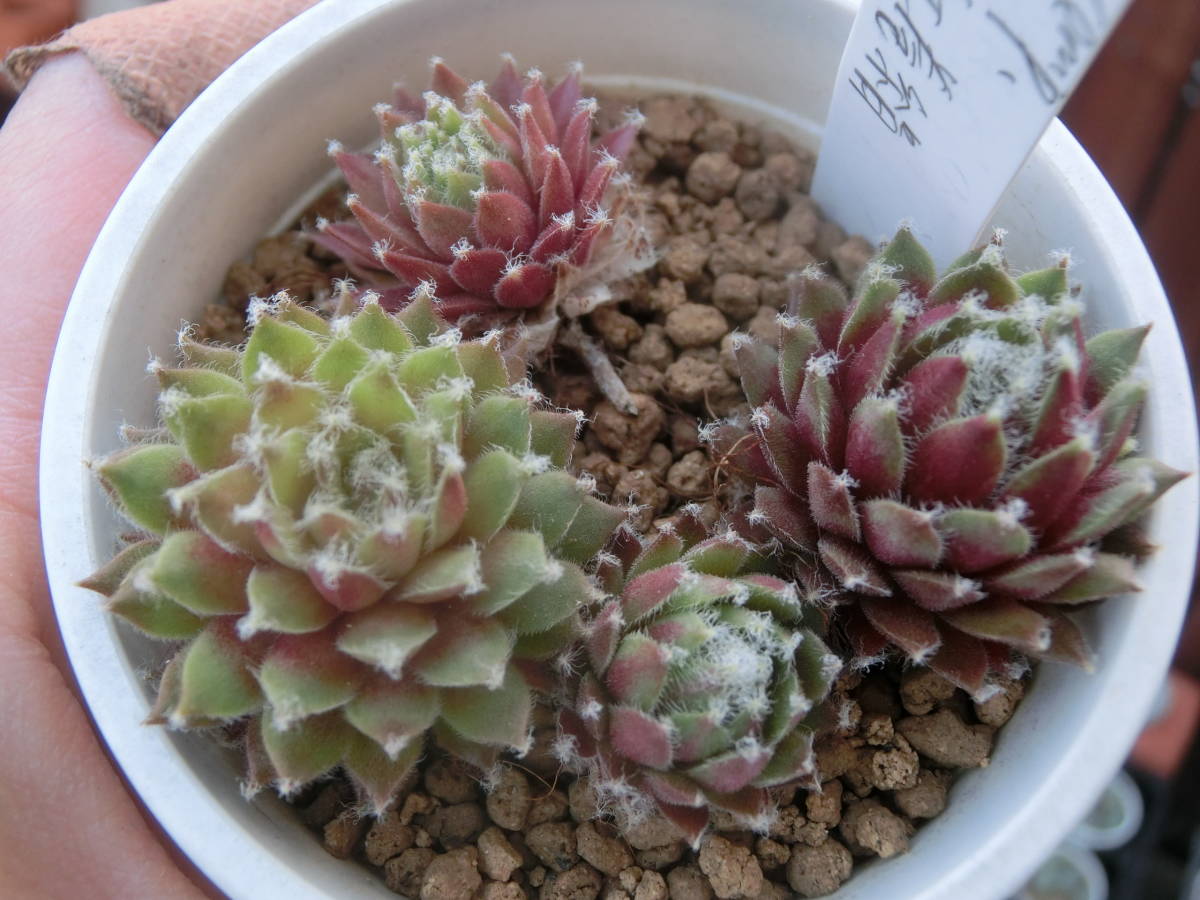 センペル 大紅巻絹 Sempervivm センペルビウム 3点以上 第4種 多肉植物 サボテン 売買されたオークション情報 Yahooの商品情報をアーカイブ公開 オークファン Aucfan Com