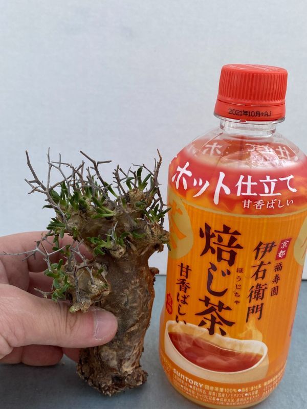  ナ229 現地株 塊根植物 チレコドン レティキュラーツス 最新到着株 抜き苗 Tylecodon reticulatus 万物想(その他)｜売買されたオークション情報、yahooの商品情報をアーカイブ公開 - オークファン その他