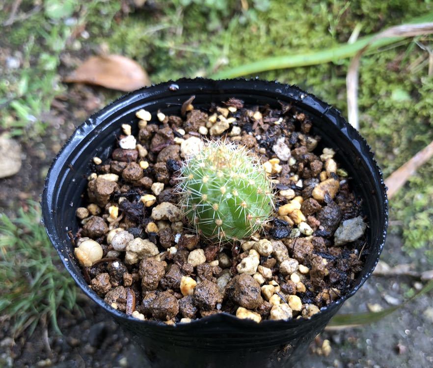 多肉植物 カマエロビビア 美鈴姫 カマエケレウス サボテン 花サボテン 白檀交配種 サボテン 売買されたオークション情報 Yahooの商品情報をアーカイブ公開 オークファン Aucfan Com 多肉植物 カマエロビビア 美鈴姫 カマエケレウス サボテン 花サボテン 白檀交配種 サボテン 売買されたオークション情報 Yahooの商品情報をアーカイブ公開 オークファン Aucfan Com