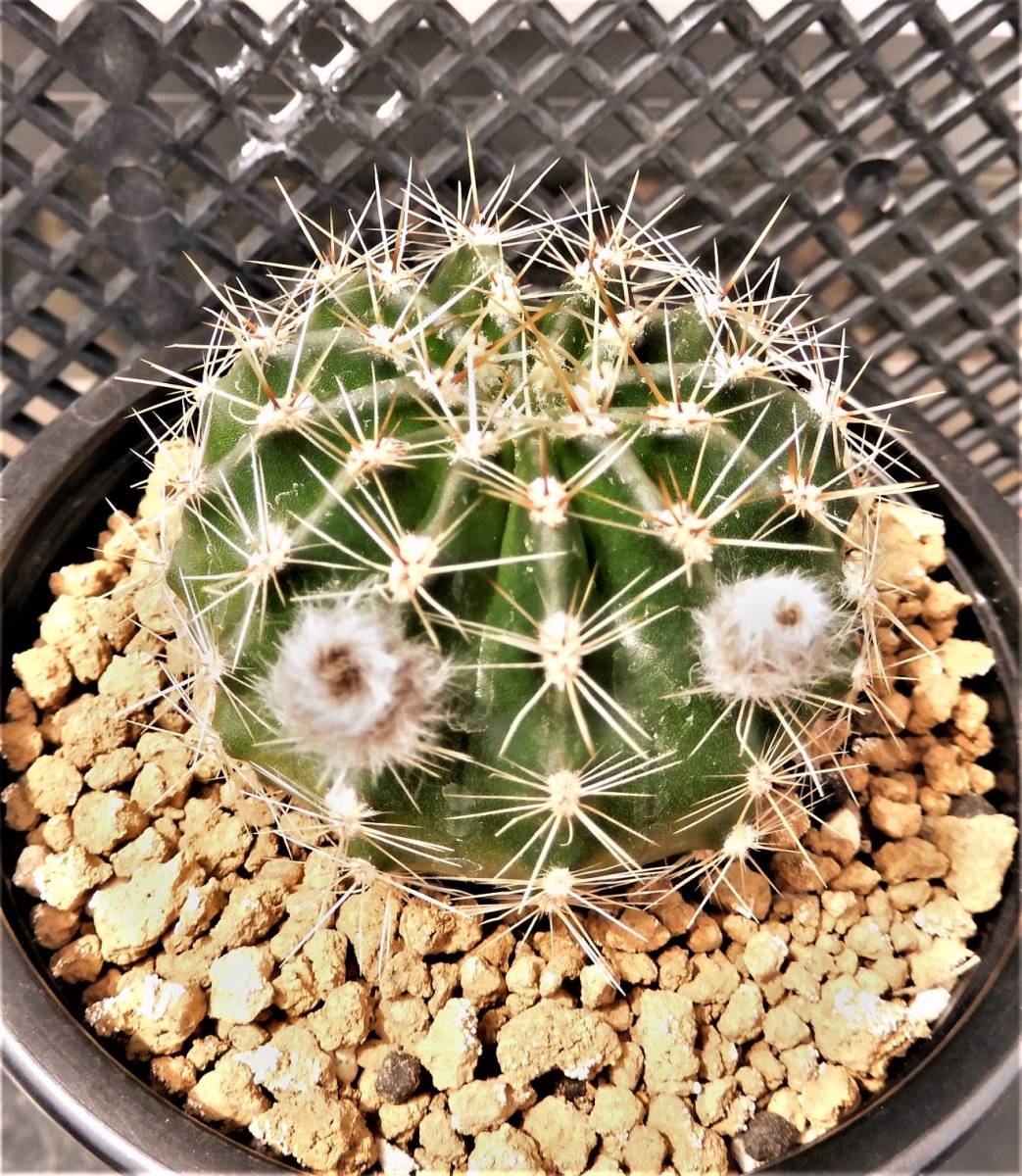 金盛丸と花サボテン二鉢 サボテン 売買されたオークション情報 Yahooの商品情報をアーカイブ公開 オークファン Aucfan Com