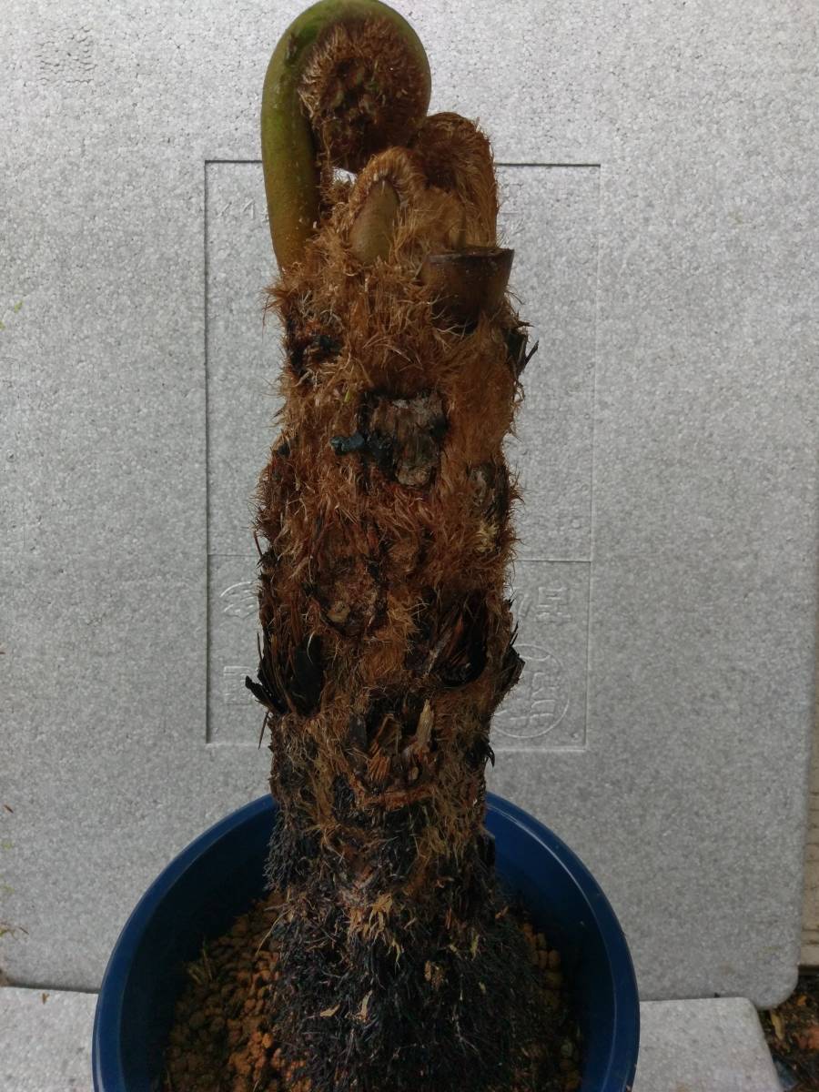 シダ植物 ヒカゲヘゴ 奄美大島産 A 大株 新芽 栽培品 地堀株 ヒカゲヘゴ