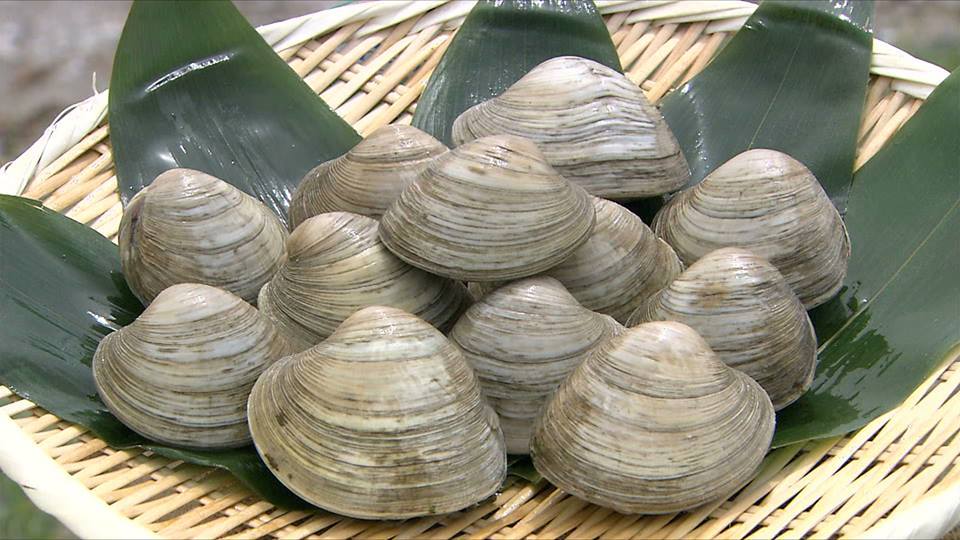 【大好評！激安キャンペーン！　冷凍ホンビノス貝 ！！】　味比べ　ホンビノス貝8kg(4種類各サイズ2㎏ずつ） 