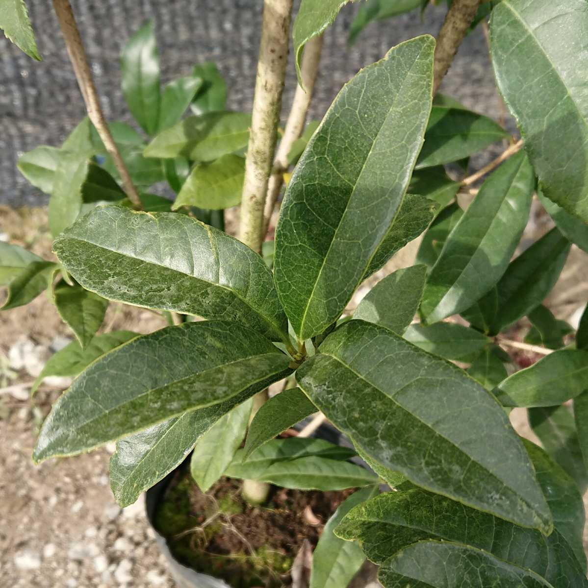 Sale Off キンモクセイ苗 金木犀 Supergaleriasplaza Com Co