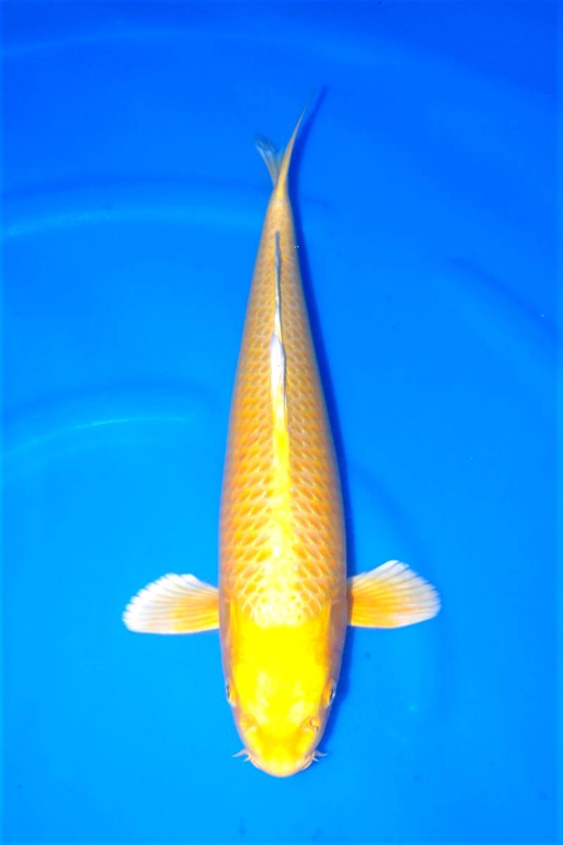 錦鯉 2歳 made in 面迫養魚場 想い描いた抜群の伊達！白写り 47㎝弱