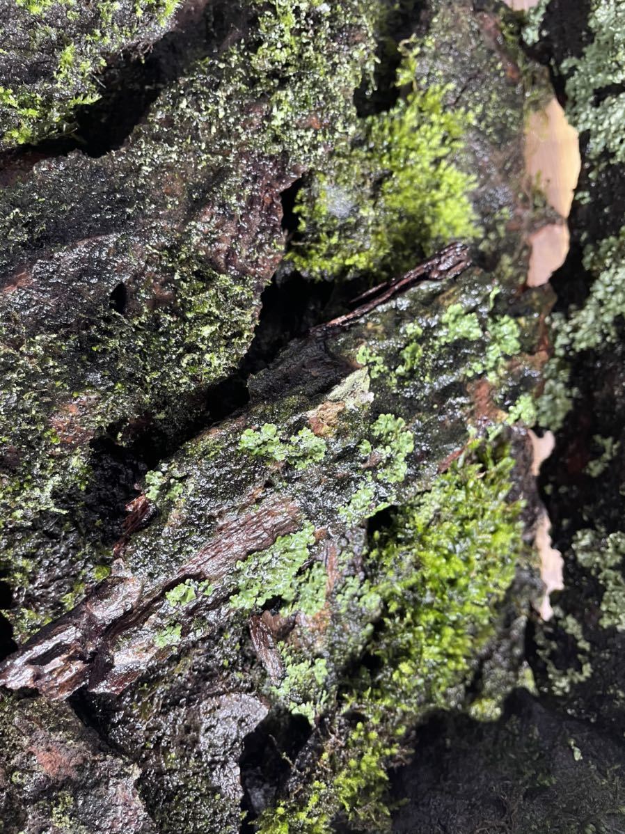 3枚 苔付き樹皮 欅 ケヤキ 樹皮 ダンゴムシ タマヤスデ ワラジムシ コケリウム テラリウム 虫類 売買されたオークション情報 Yahooの商品情報をアーカイブ公開 オークファン Aucfan Com