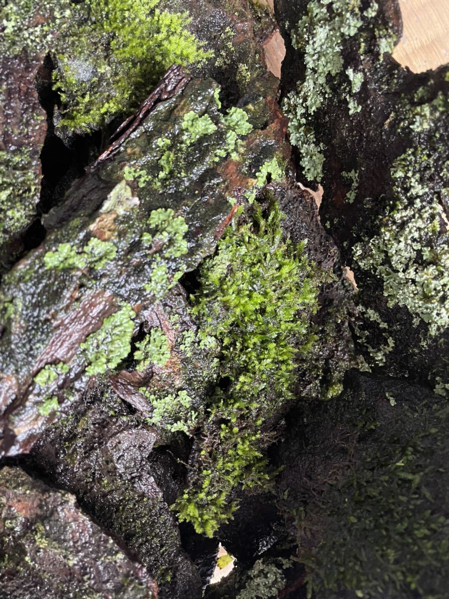 3枚 苔付き樹皮 欅 ケヤキ 樹皮 ダンゴムシ タマヤスデ ワラジムシ コケリウム テラリウム 虫類 売買されたオークション情報 Yahooの商品情報をアーカイブ公開 オークファン Aucfan Com