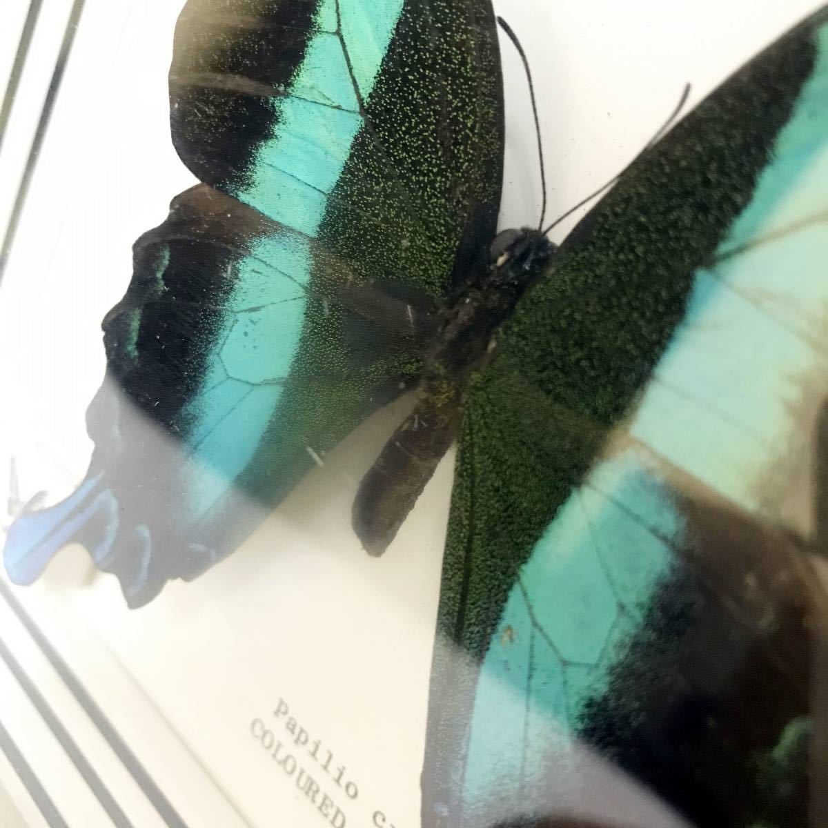 蝶 標本 ピーコック 蝶々 Peacock マレーシア Papilio Crino 外国産 昆虫 額装 チョウ 南国 Papilion インテリア コレクション 科学 自然 売買されたオークション情報 Yahooの商品情報をアーカイブ公開 オークファン Aucfan Com