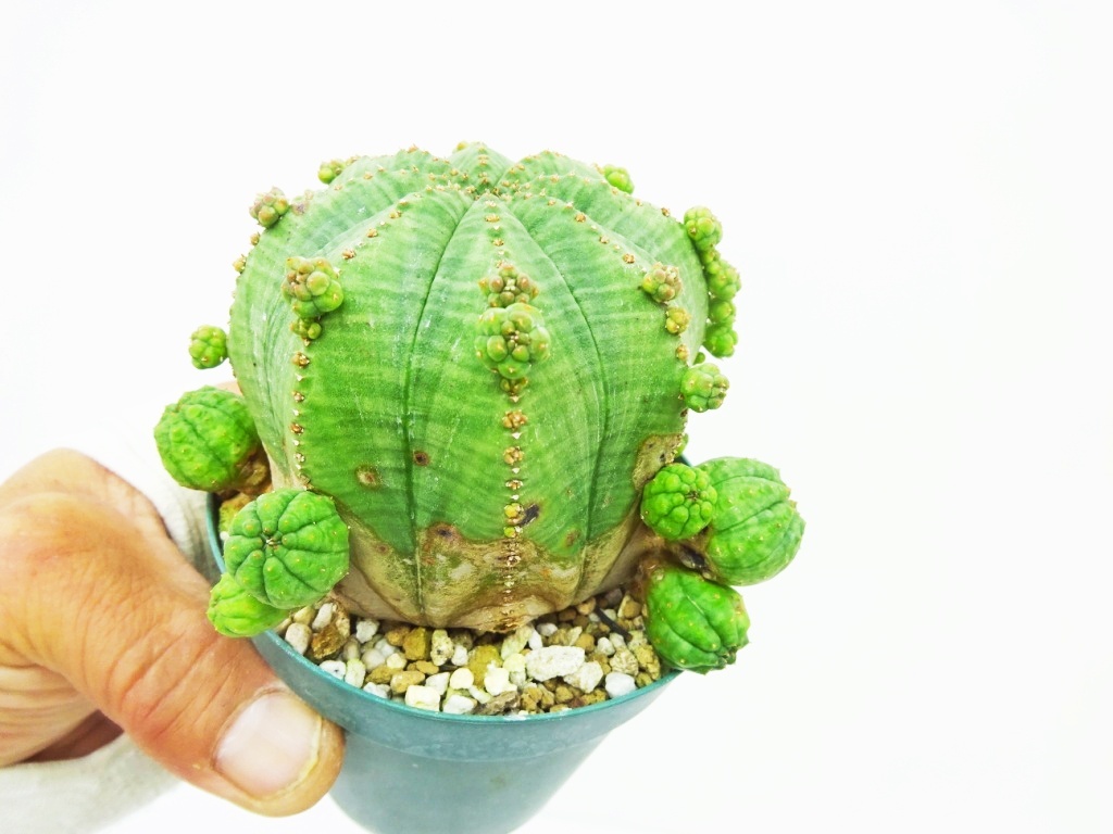 園芸ネット本店｜ユーフォルビア：子吹きシンメトリカ 3号鉢植え の