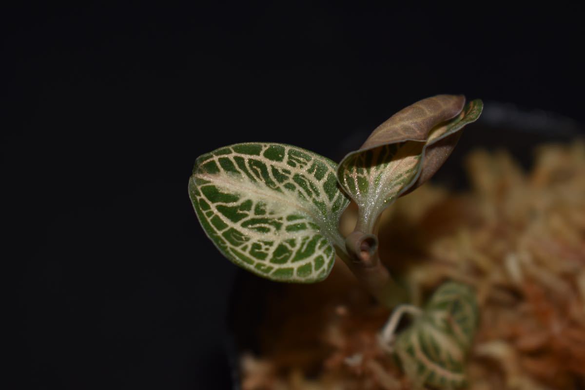 Anoectochilus x siamensis Honohono iNaturalist · Jeweled 