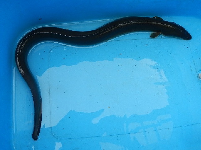 天然うなぎ ５３５ｇ 今年海から遡上してきた大きなうなぎ 愛知県 1級河川 ウナギ 売買されたオークション情報 Yahooの商品情報をアーカイブ公開 オークファン Aucfan Com