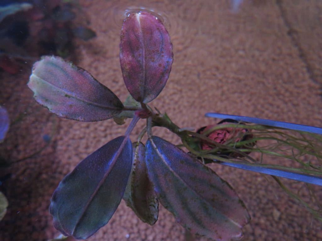 Bucephalandra sp sp. Nanga Sekadau - Taman” TB便(ナンガタマン