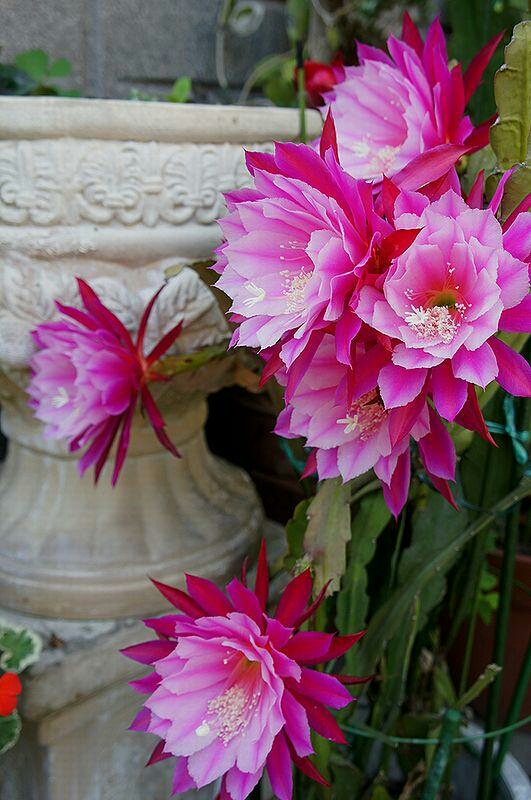 花サボテン クジャクサボテン 月下美人 バイカラー 藤娘 根付き苗 限定 サボテン 売買されたオークション情報 Yahooの商品情報をアーカイブ公開 オークファン Aucfan Com