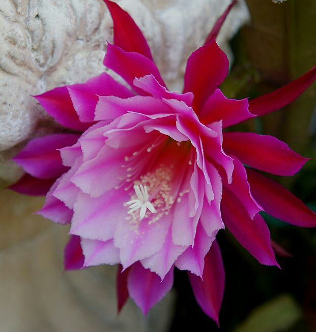 花サボテン クジャクサボテン 月下美人 バイカラー 藤娘 根付き苗 限定 サボテン 売買されたオークション情報 Yahooの商品情報をアーカイブ公開 オークファン Aucfan Com