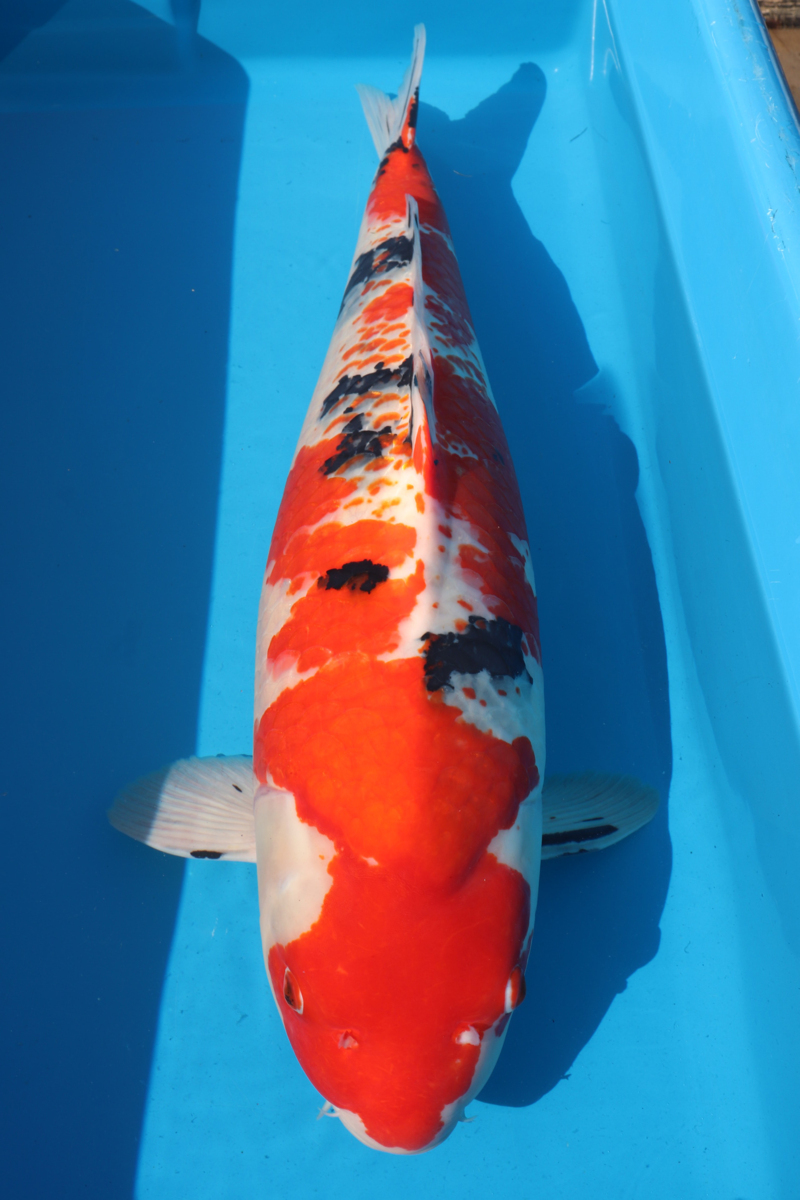 魚酔 直接のお引き取り限定 大型サイズの鯉につき発送が きません 阪井養魚場産 鹿の子三色 メス 80cm 191 錦鯉 売買されたオークション情報 Yahooの商品情報をアーカイブ公開 オークファン Aucfan Com