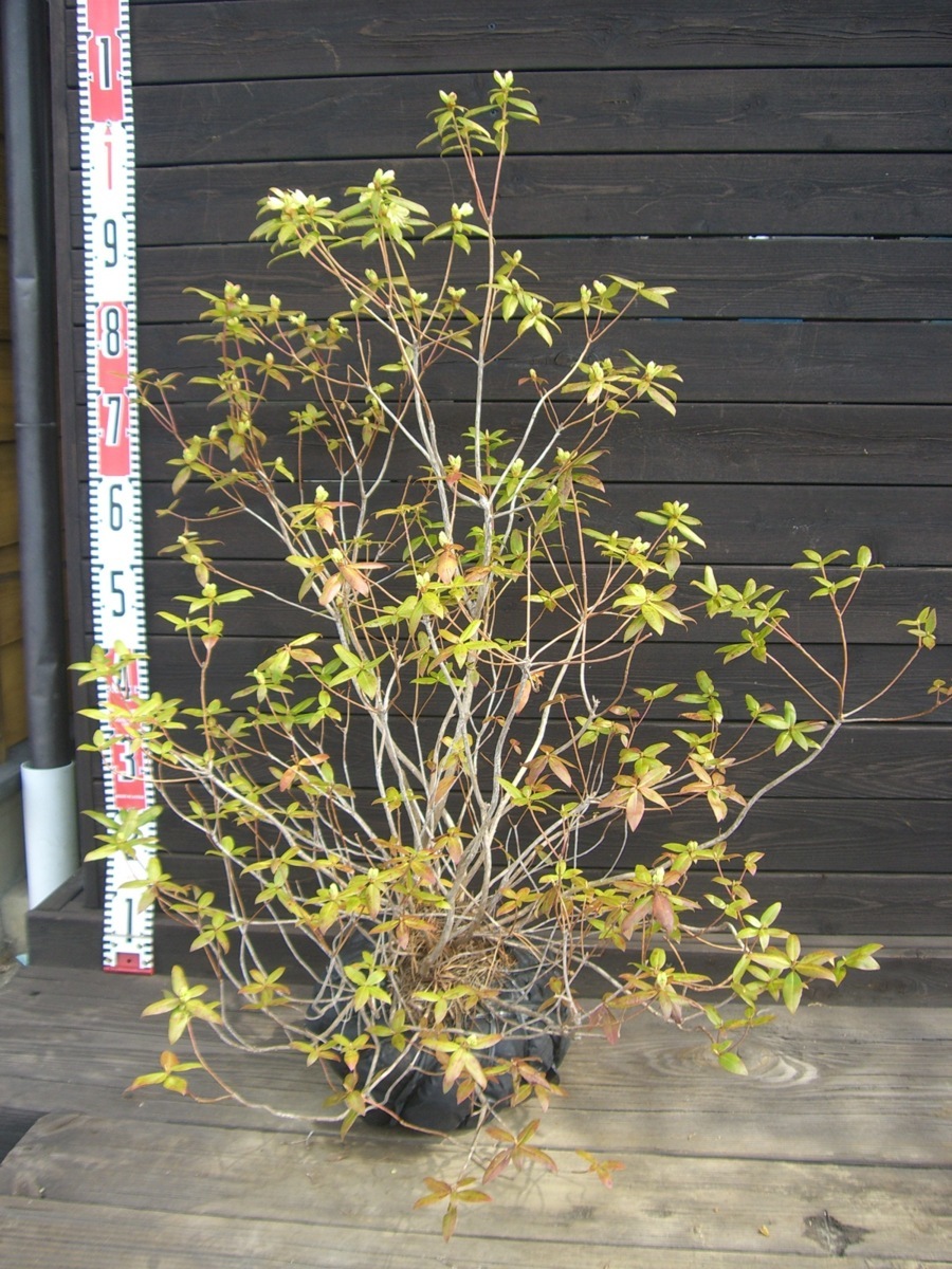 伊勢ヒカゲツツジ 伊勢日陰躑躅 大株 植木 庭木 売買されたオークション情報 Yahooの商品情報をアーカイブ公開 オークファン Aucfan Com