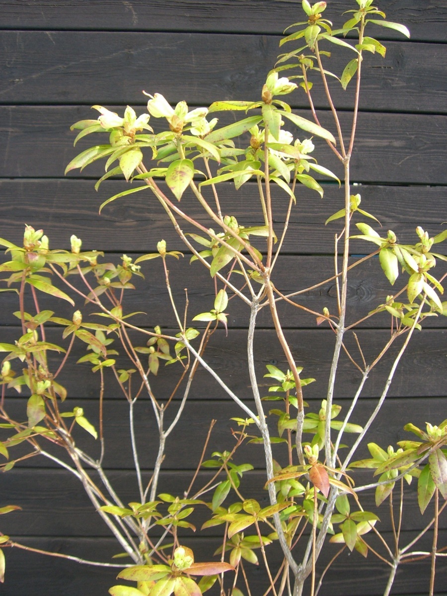 伊勢ヒカゲツツジ 伊勢日陰躑躅 大株 植木 庭木 売買されたオークション情報 Yahooの商品情報をアーカイブ公開 オークファン Aucfan Com