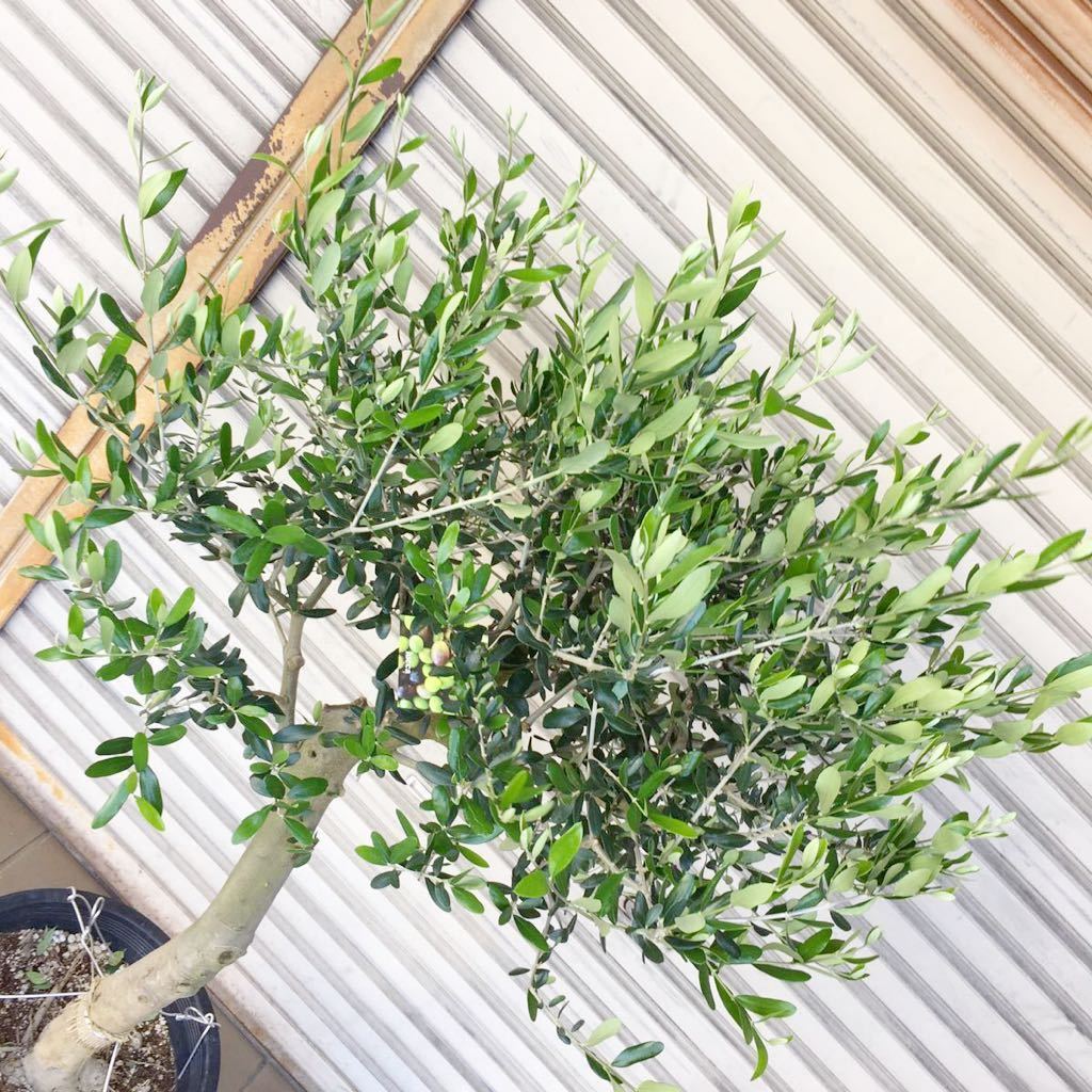 厳選 オリーブの木 Souju ルッカ 12号 植木 庭木 売買されたオークション情報 Yahooの商品情報をアーカイブ公開 オークファン Aucfan Com