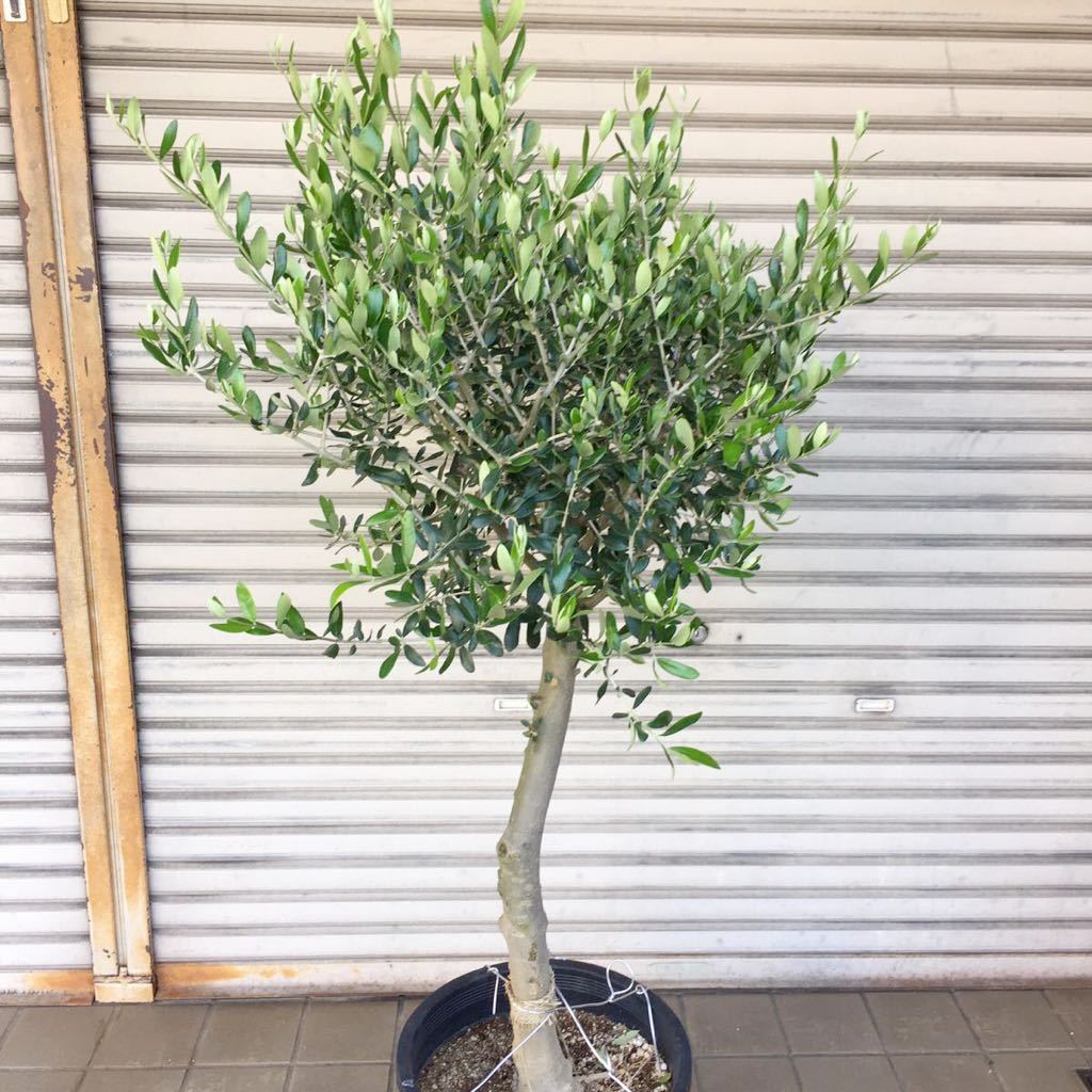 厳選 オリーブの木 Souju ルッカ 12号 植木 庭木 売買されたオークション情報 Yahooの商品情報をアーカイブ公開 オークファン Aucfan Com