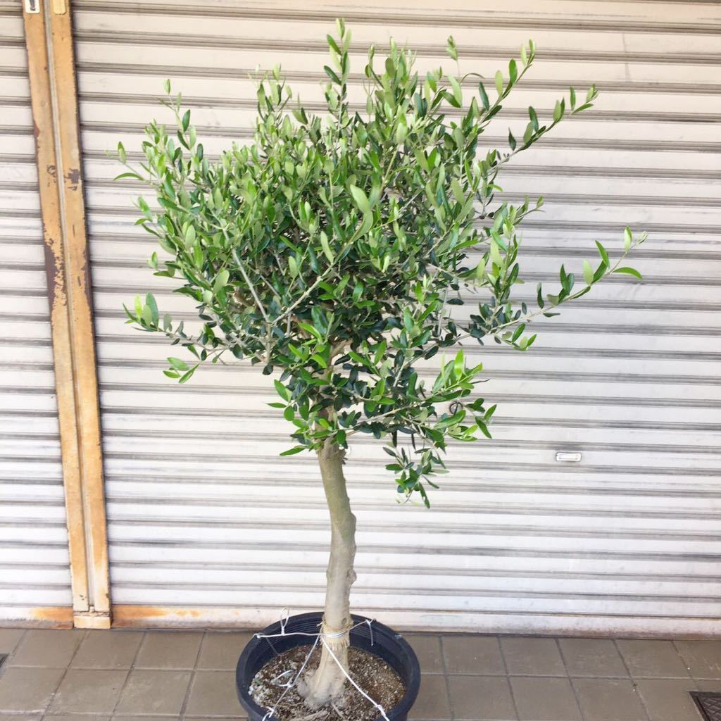 厳選 オリーブの木 Souju ルッカ 12号 植木 庭木 売買されたオークション情報 Yahooの商品情報をアーカイブ公開 オークファン Aucfan Com