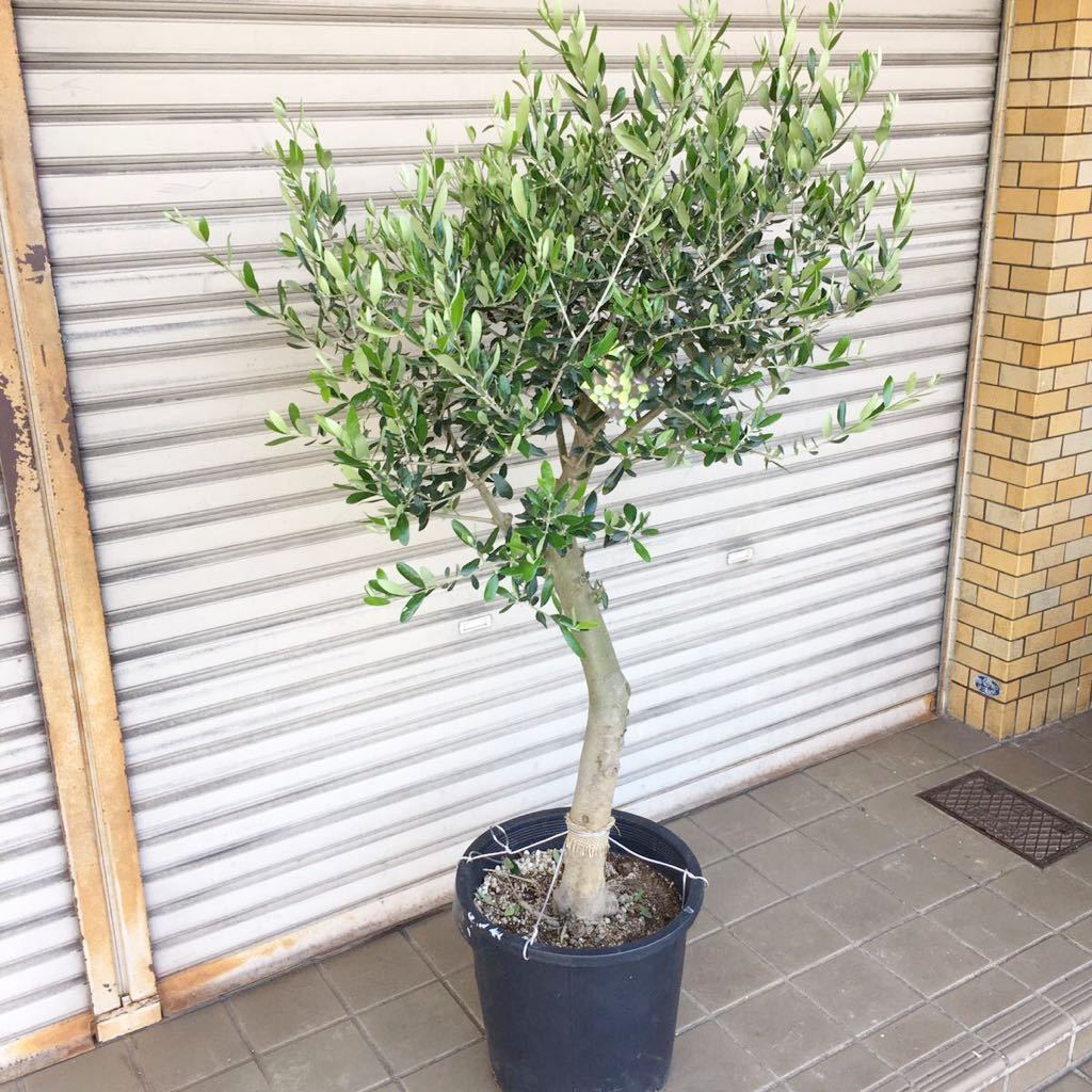 厳選 オリーブの木 Souju ルッカ 12号 植木 庭木 売買されたオークション情報 Yahooの商品情報をアーカイブ公開 オークファン Aucfan Com