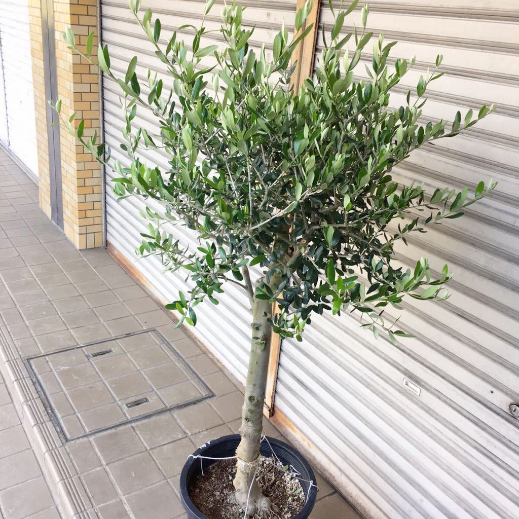 厳選 オリーブの木 Souju ルッカ 12号 植木 庭木 売買されたオークション情報 Yahooの商品情報をアーカイブ公開 オークファン Aucfan Com