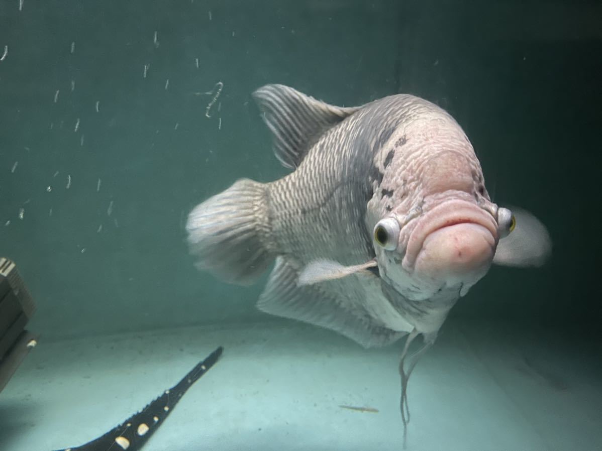引き取り限定 特大オスフロネオグラミー 40 位 大型魚 アロワナ ポリプ などの混泳に 淡水魚 売買されたオークション情報 Yahooの商品情報をアーカイブ公開 オークファン Aucfan Com
