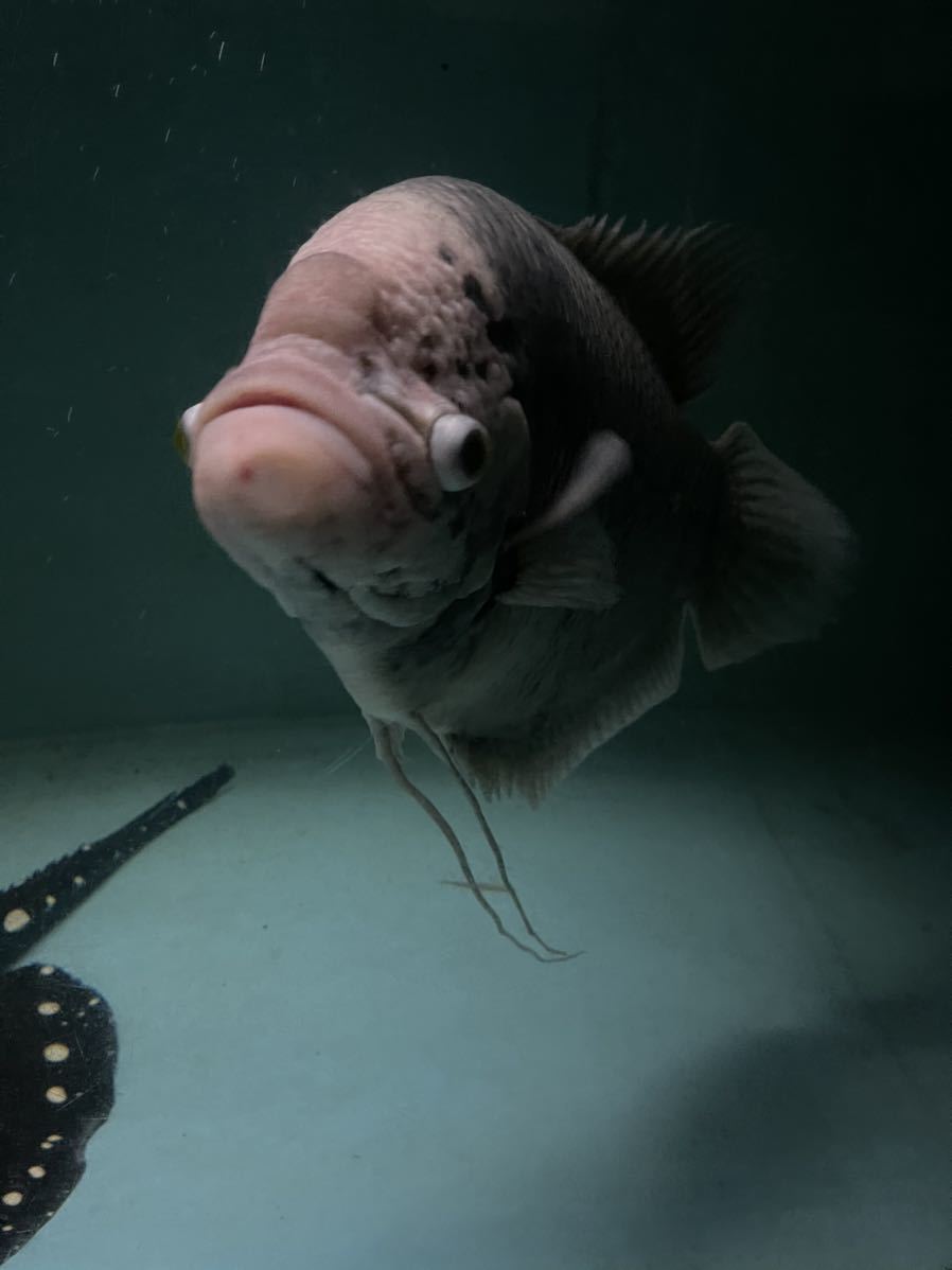 引き取り限定 特大オスフロネオグラミー 40 位 大型魚 アロワナ ポリプ などの混泳に 淡水魚 売買されたオークション情報 Yahooの商品情報をアーカイブ公開 オークファン Aucfan Com 引き取り限定 特大オスフロネオグラミー 40 位 大型魚 アロワナ ポリプ などの混泳に 淡水魚 売買されたオークション情報 Yahooの商品情報をアーカイブ公開 オークファン Aucfan Com