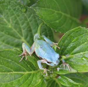アマガエルのヤフオク の相場 価格を見る ヤフオク のアマガエルのオークション売買情報は316件が掲載されています