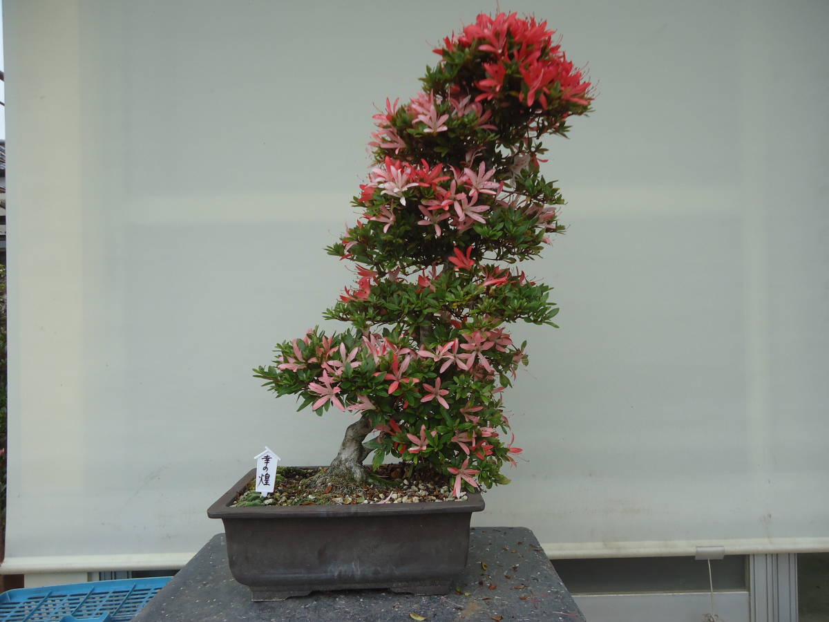 五霞発皐月盆栽　　幸の煌_1