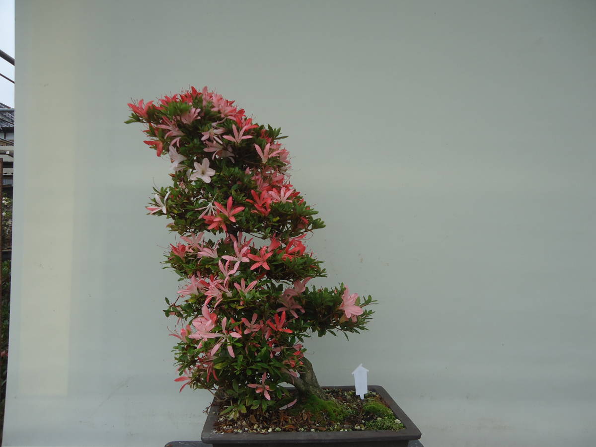 五霞発皐月盆栽　　幸の煌_2