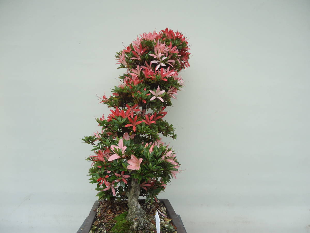 五霞発皐月盆栽　　幸の煌_4