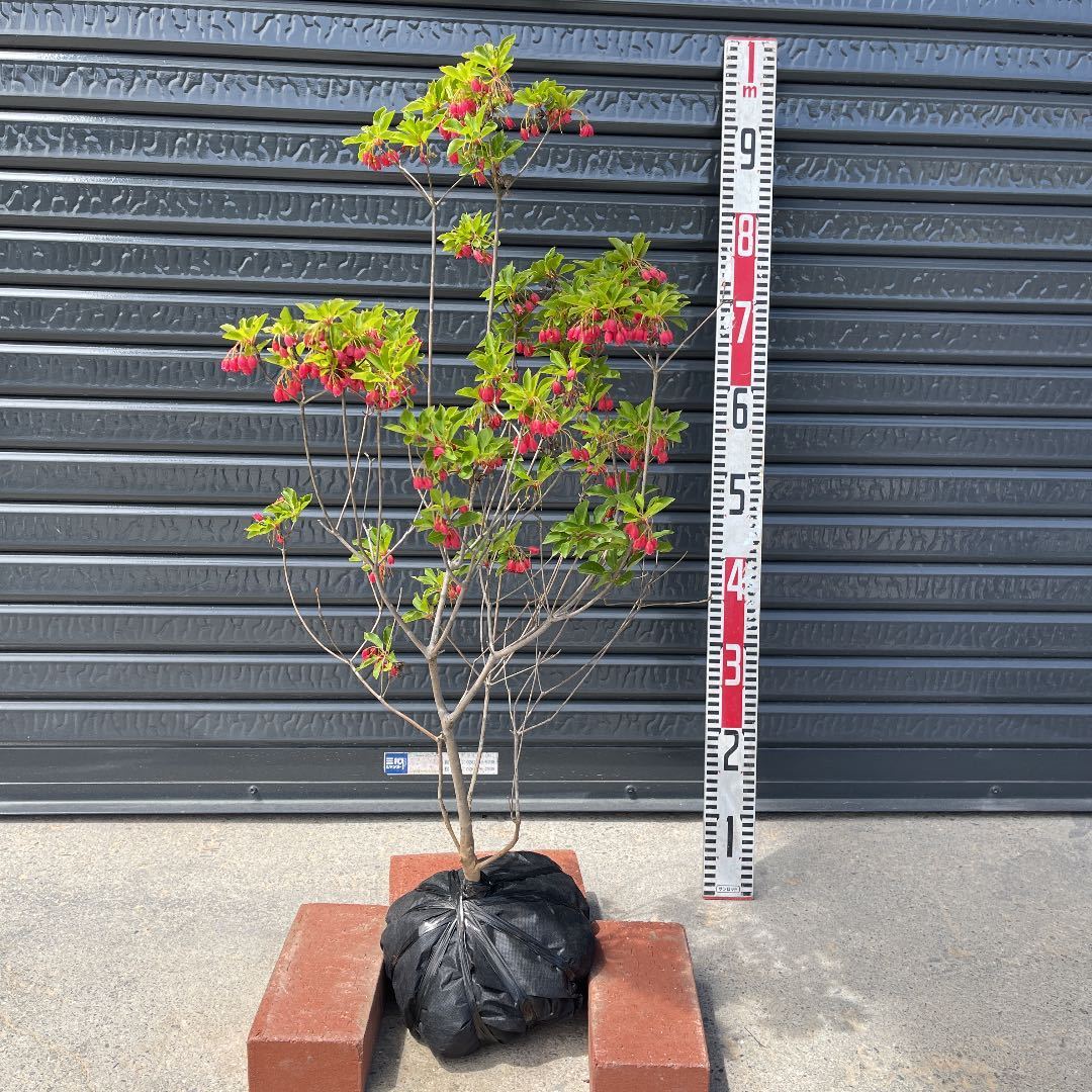 1年保証 ベニサラサドウダンツツジ 大株 現品 管理 植木 苗木 庭木 植物 観葉植物 インテリア 住まい 小物 Belvtor By