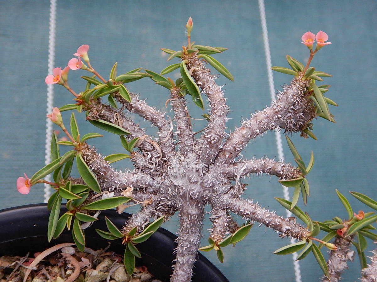 ユーフォルビア ユーホルビア 金棒花キリン 筒葉ちび花キリンの綴化 サボテン 売買されたオークション情報 Yahooの商品情報をアーカイブ公開 オークファン Aucfan Com