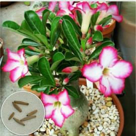 種5粒 砂漠の薔薇 アデニウム オベスム アデニュウム 多肉植物 観葉植物 売買されたオークション情報 Yahooの商品情報をアーカイブ公開 オークファン Aucfan Com