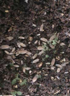 ワラジムシベビー 自家繁殖 100匹以上 上陸したてのカエル トカゲの餌 両生類 爬虫類のエサ 4ｍｍ以下 わらじ虫 カルシウム補給 エサ 売買されたオークション情報 Yahooの商品情報をアーカイブ公開 オークファン Aucfan Com