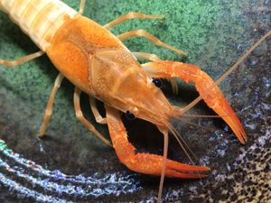 ペット ザリガニの価格 値段を見る 5ページ目 ヤフオク 等のザリガニのオークションのペット売買情報は533件が掲載されています