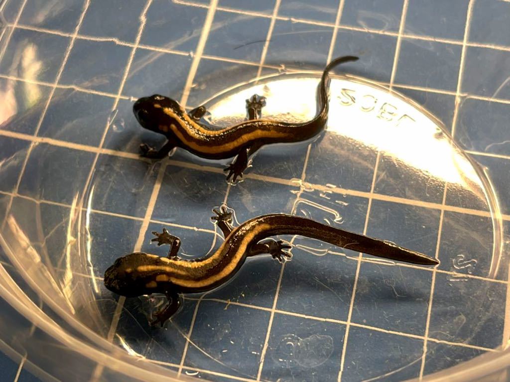 ラオスコブイモリ 幼体2匹 21cb イモリ サラマンダー 売買されたオークション情報 Yahooの商品情報をアーカイブ公開 オークファン Aucfan Com ラオスコブイモリ 幼体2匹 21cb イモリ サラマンダー 売買されたオークション情報 Yahooの商品情報をアーカイブ公開 オークファン Aucfan Com