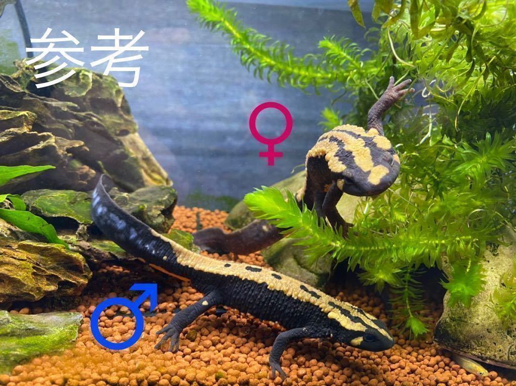 ラオスコブイモリ 幼体2匹 21cb イモリ サラマンダー 売買されたオークション情報 Yahooの商品情報をアーカイブ公開 オークファン Aucfan Com ラオスコブイモリ 幼体2匹 21cb イモリ サラマンダー 売買されたオークション情報 Yahooの商品情報をアーカイブ公開 オークファン Aucfan Com