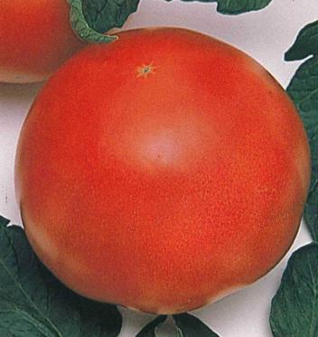 大玉トマトの種子 5粒 ポンテローザ 21 10 甘みのある大型果 野菜 売買されたオークション情報 Yahooの商品情報をアーカイブ公開 オークファン Aucfan Com