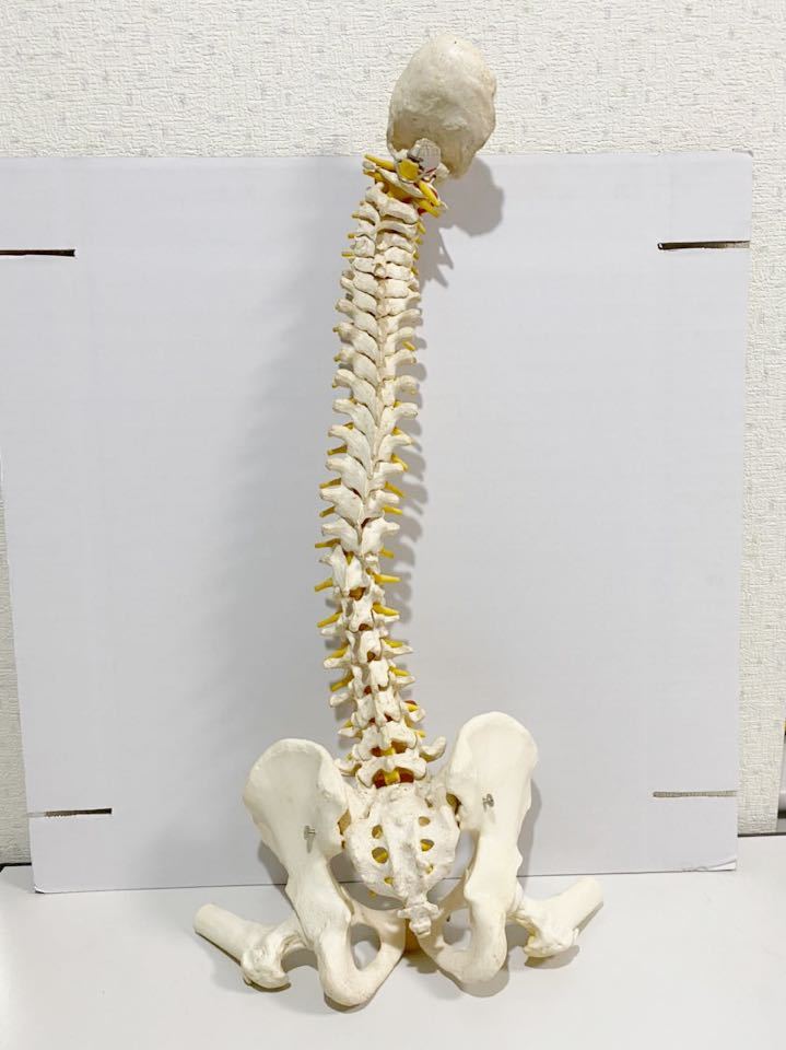 3B Scientific 骨格標本 人体模型 - 脊柱を自由に動かせる全身骨格模型