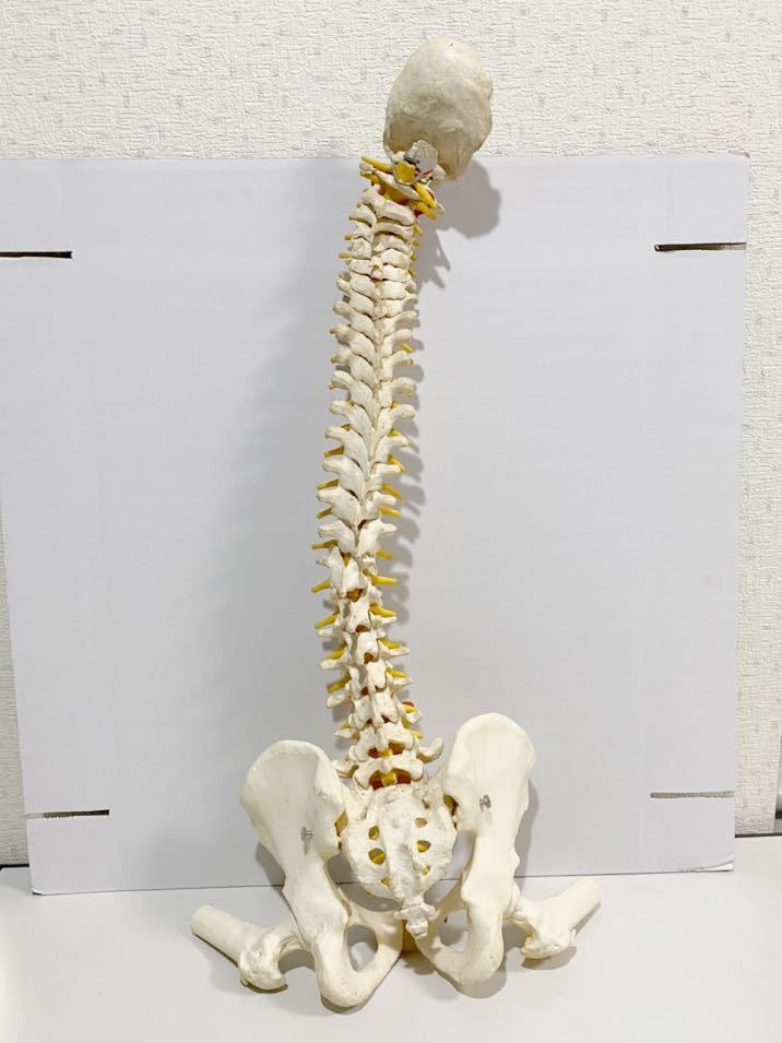 3B Scientific 骨格標本 人体模型 - 脊柱を自由に動かせる全身骨格模型