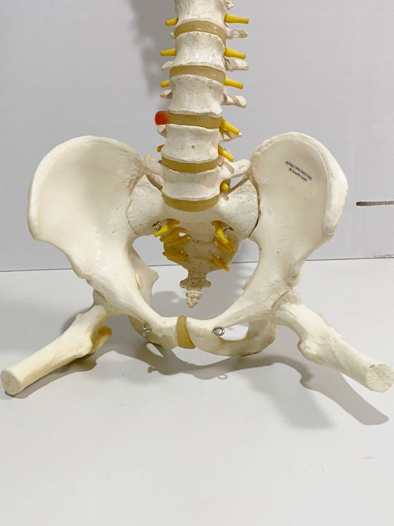 3B Scientific 骨格標本 人体模型 - 脊柱を自由に動かせる全身骨格模型